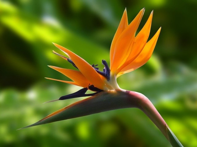 strelitzias